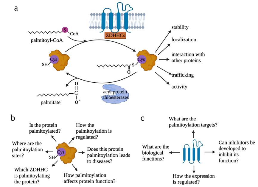 Diagram illustrating palmitoylation and its major associated issues.