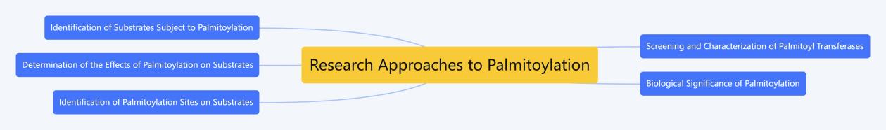 Visual summary of research strategies for studying palmitoylation.