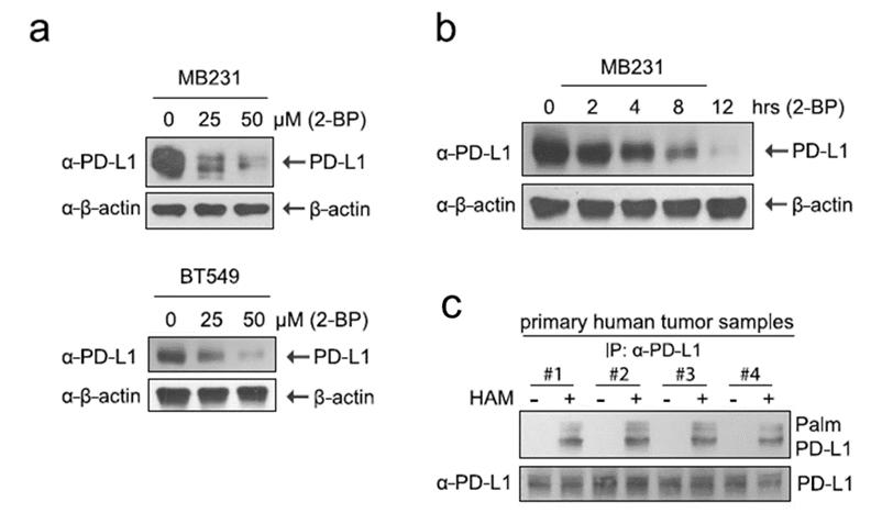 Role of palmitoylation in stabilizing PD-L1 in breast cancer cell lines.