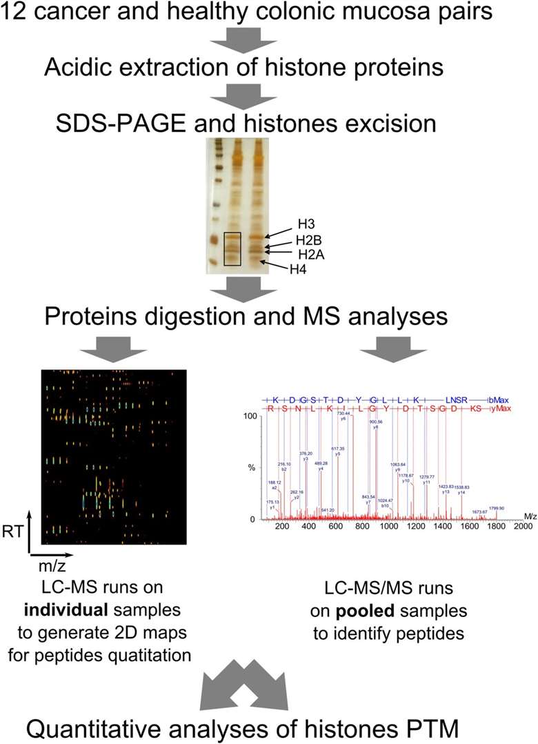 Workflow of determine altered histones PTMs in colon carcinoma tissues.