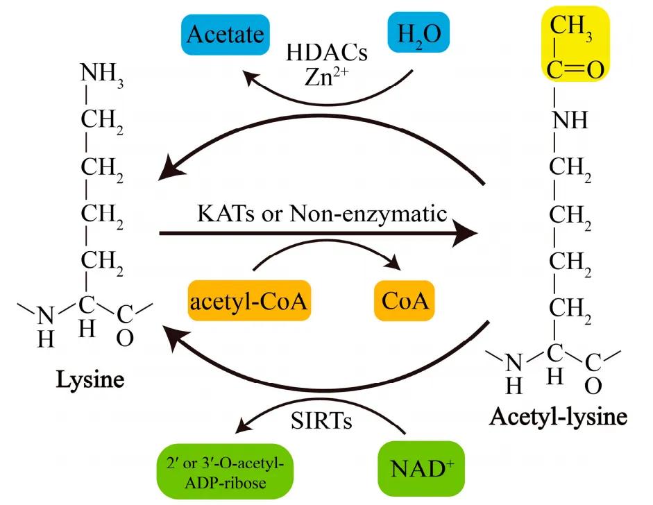 Reversible Lysine Acetylation Reaction Scheme