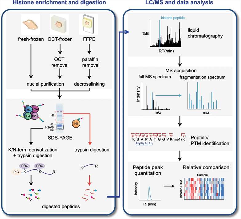 Bottom-up workflow for MS-based analysis of histone PTMs.