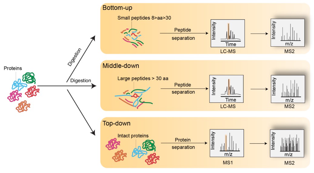 Representation of bottom-up, middle-down, and top-down methods.