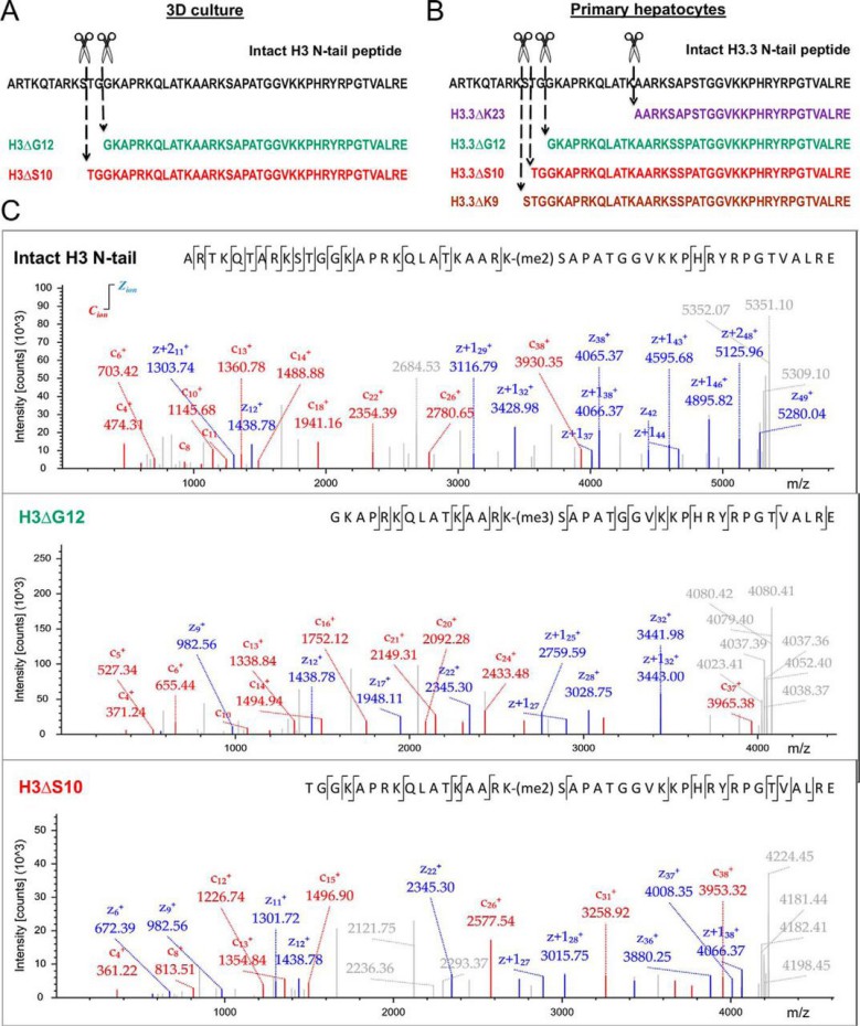 Determination of H3 and H2B clipping sites by MS.