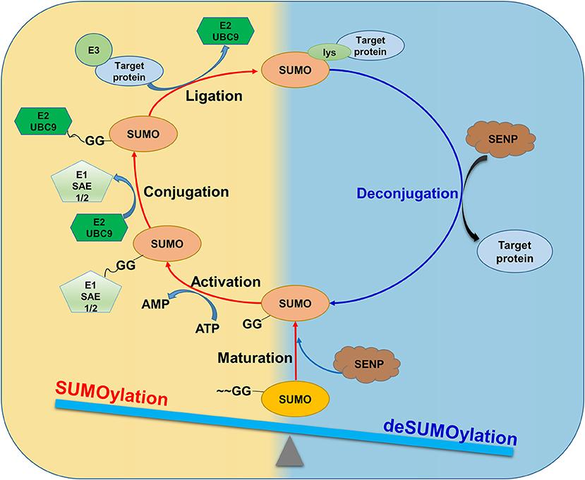 Figure 1. SUMOylation and deSUMOylation process