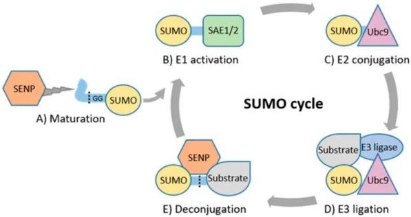 Figure 2. Catalytic cycle of SUMOylation including enzyme interactions and modification steps.