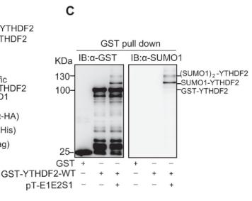 Figure 6. GST pull-down assay results illustrating protein interactions and SUMOylation status.