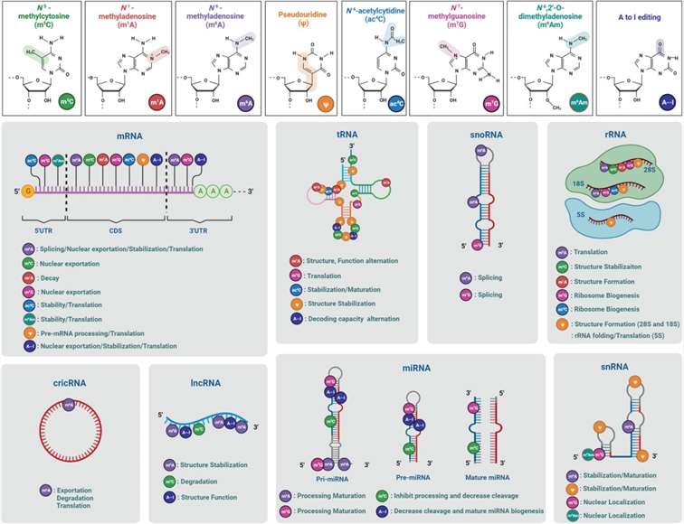 Figure 2. Chemical structures, distribution, and functions of RNA modifications.