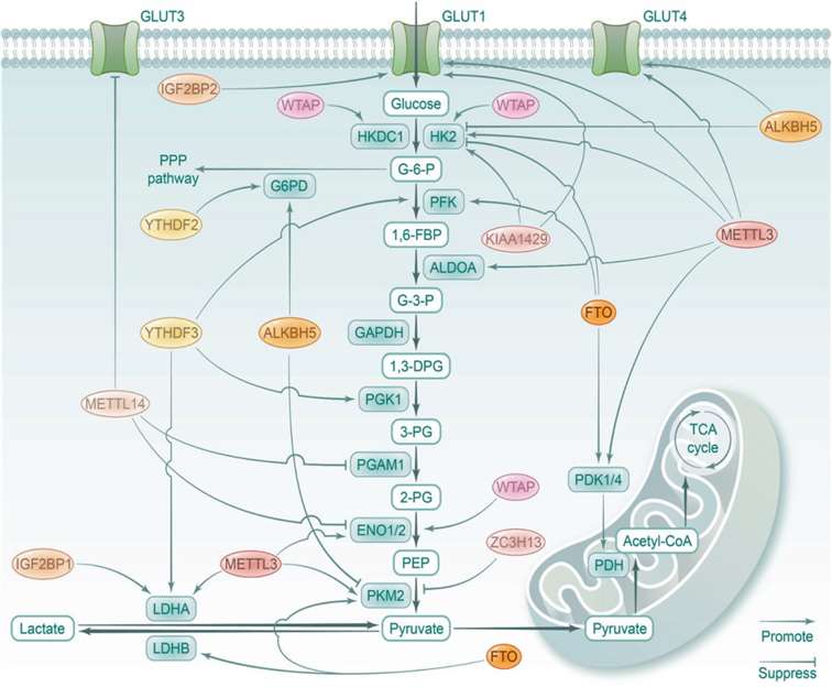 Figure 3. Impact of RNA modifications on glucose metabolism.