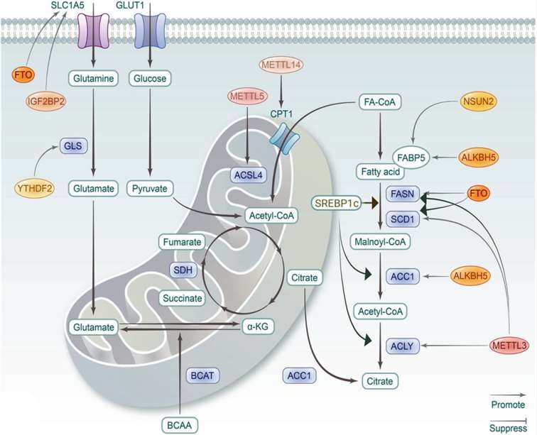 Figure 4. Role of RNA modifications in lipid and amino acid metabolism.