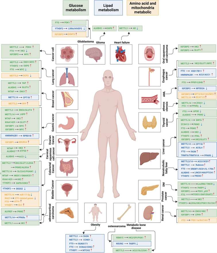 Figure 5. Epigenetic regulation of metabolism through RNA modifications in diseases.