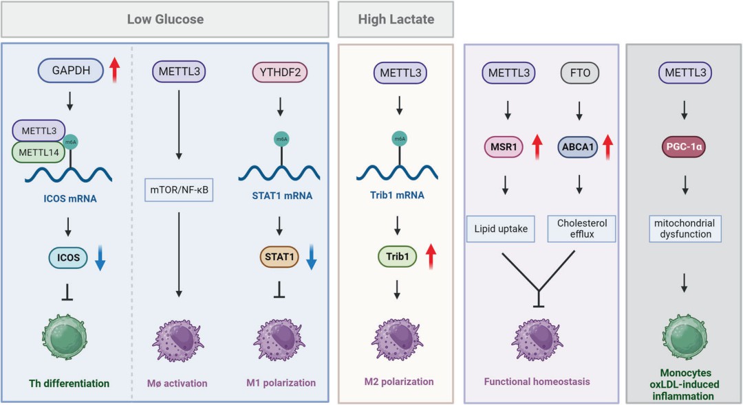 Figure 6. Effects of RNA modifications on immune metabolism.