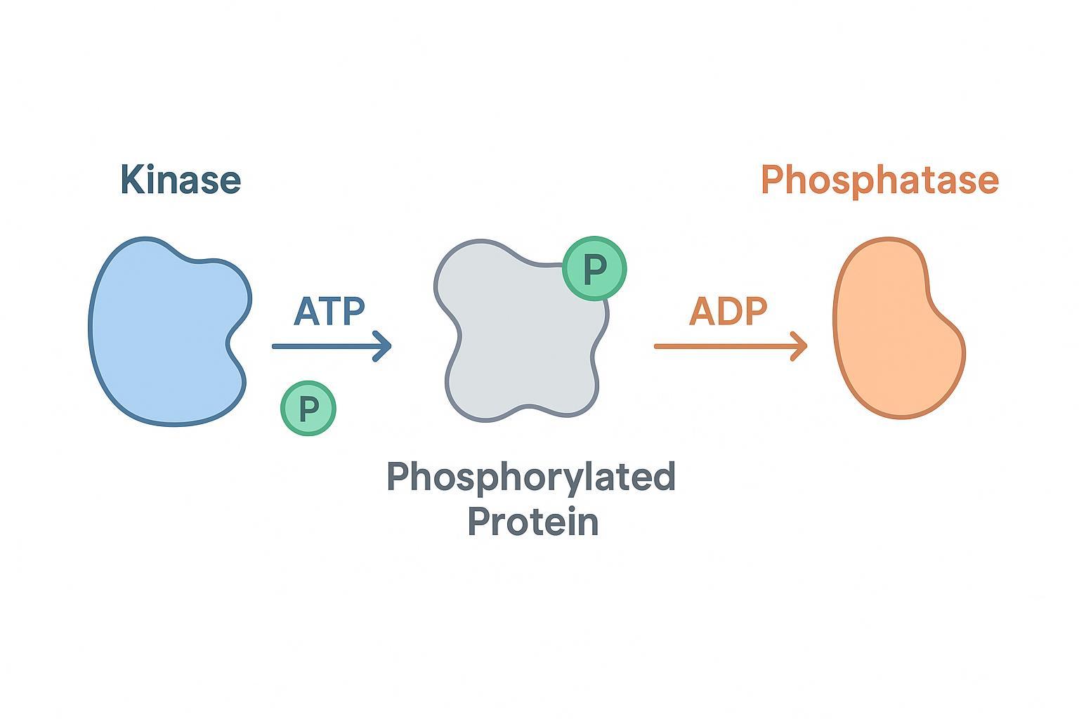 Biochemical cycle of reversible protein phosphorylation and dephosphorylation by kinases and phosphatases.