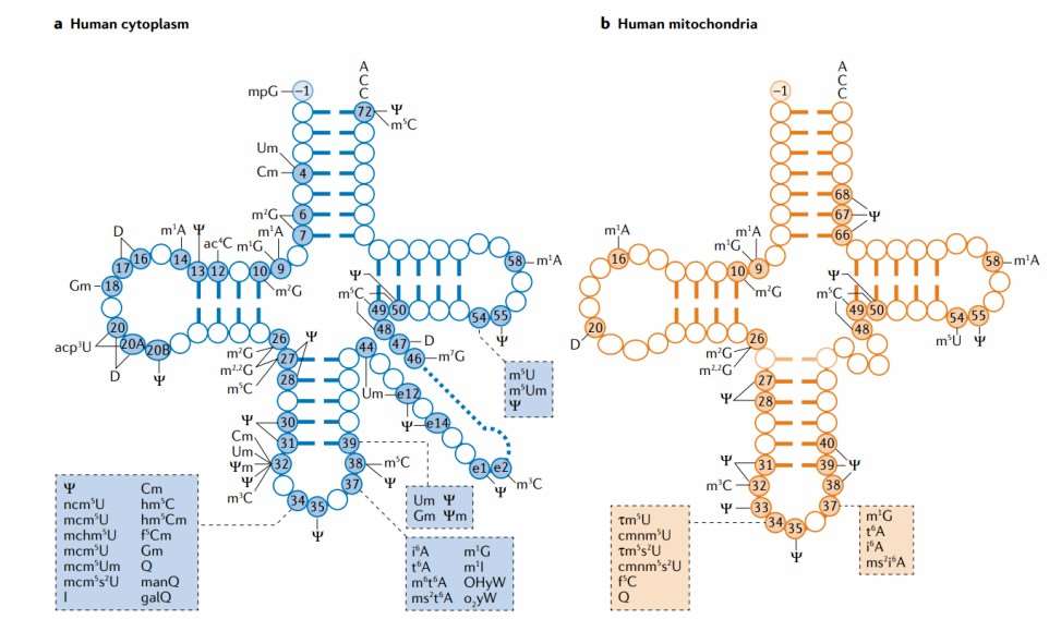 Figure 1: Summary of common types of tRNA modifications.