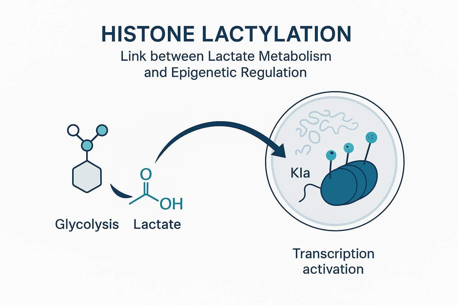 Histone lactylation in epigenetic regulation showing lactate metabolism, chromatin, and transcription