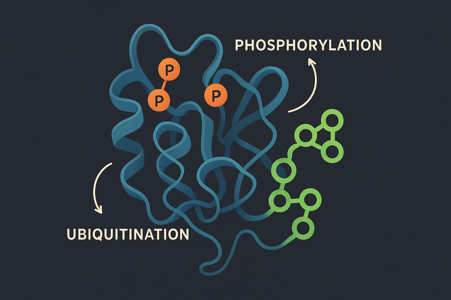 Molecular diagram of PTM proteomics showing crosstalk between protein phosphorylation and ubiquitination