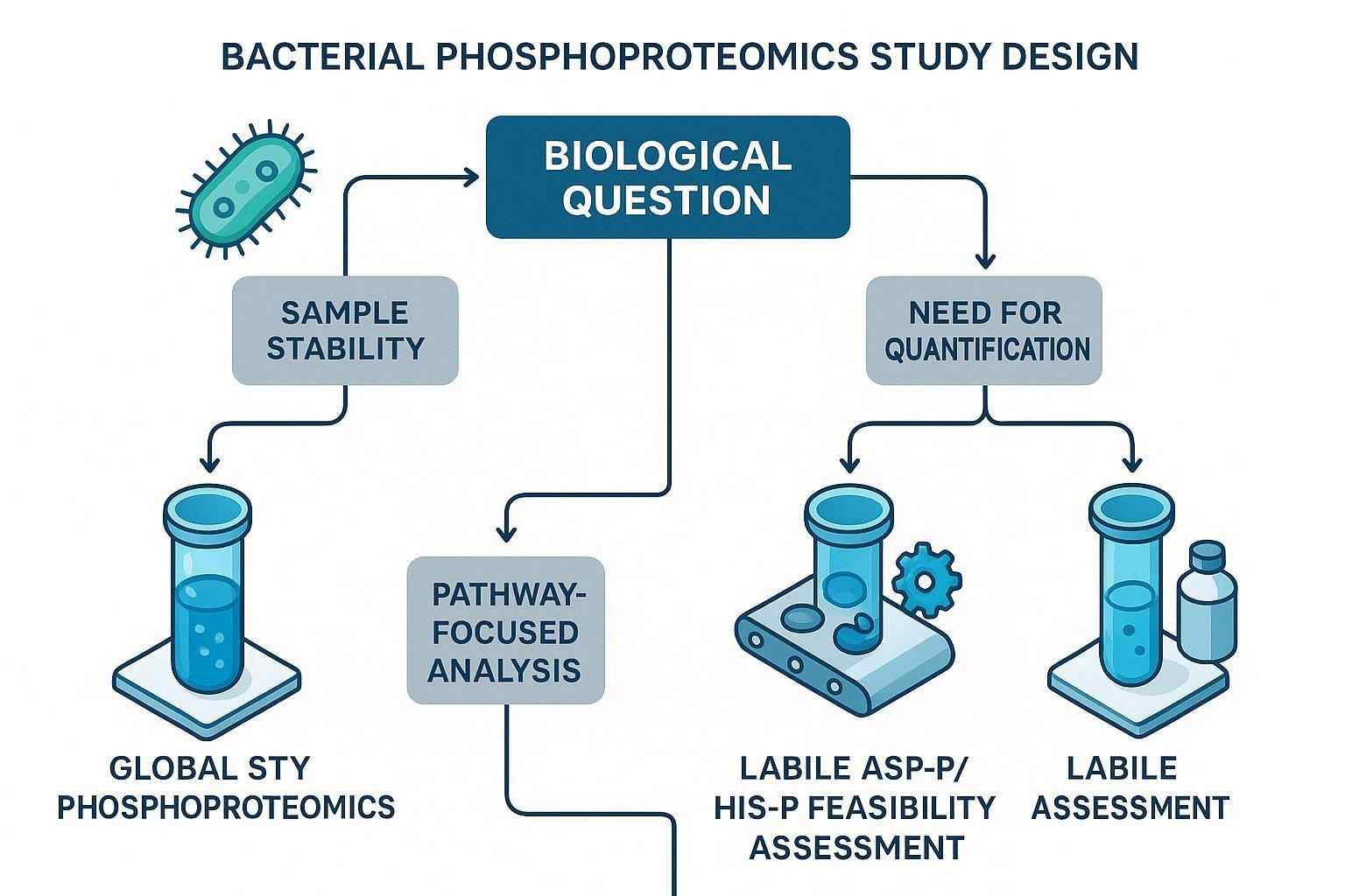 Decision workflow for bacterial phosphoproteomics study design including STY profiling and labile Asp-P His-P analysis