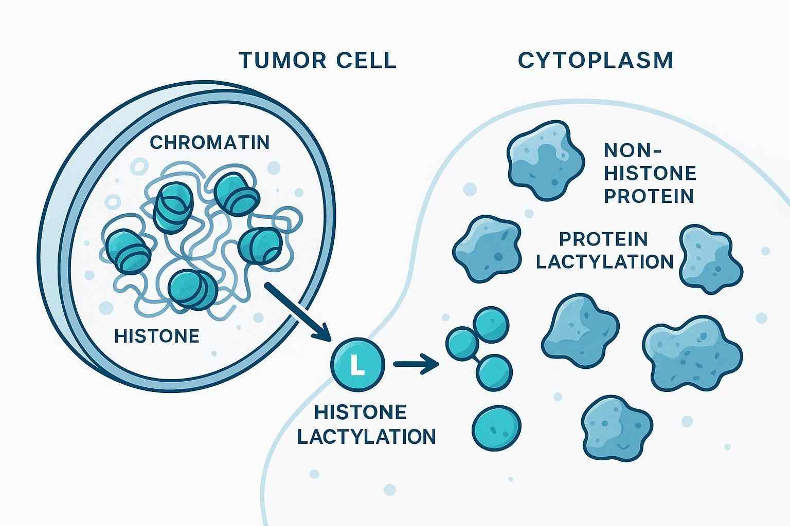 Histone and non-histone lactylation proteomics workflow in tumor cells