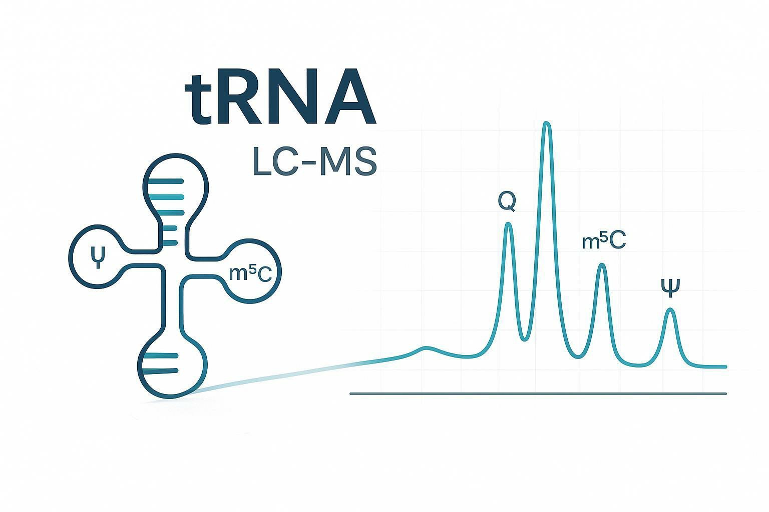 tRNA Modification LC-MS Analysis in Stress, Cancer, and Translation Control: What to Measure and Why