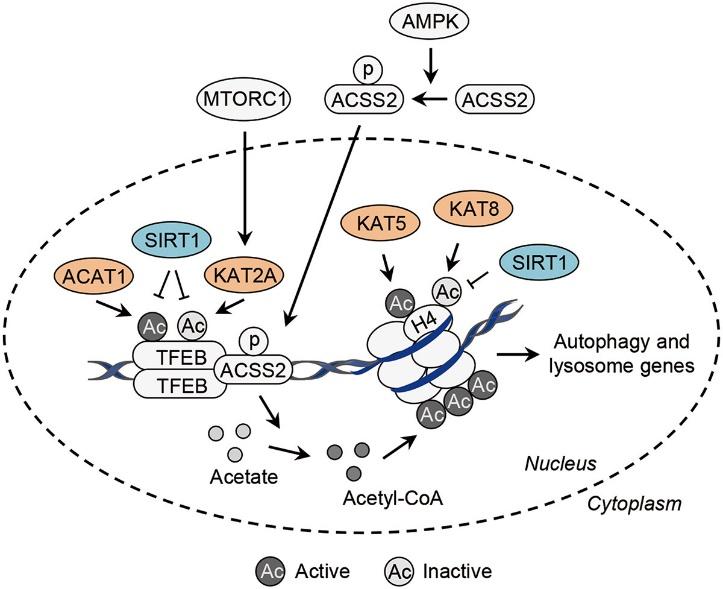 Transcriptional control of autophagy-related genes by acetylation.