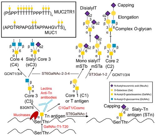 Scheme of the mucin-type O-glycosylation pathway.