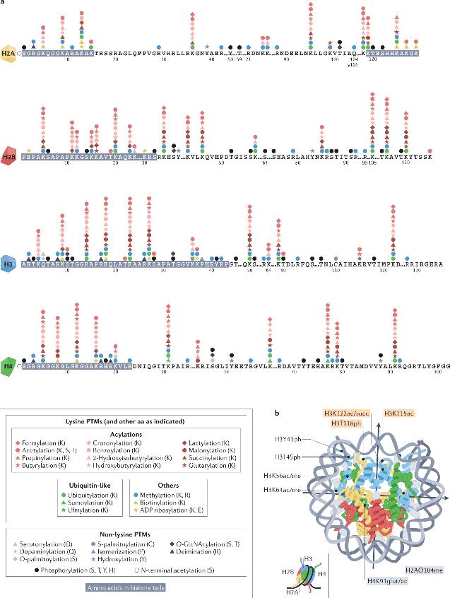 Histone post-translational modifications