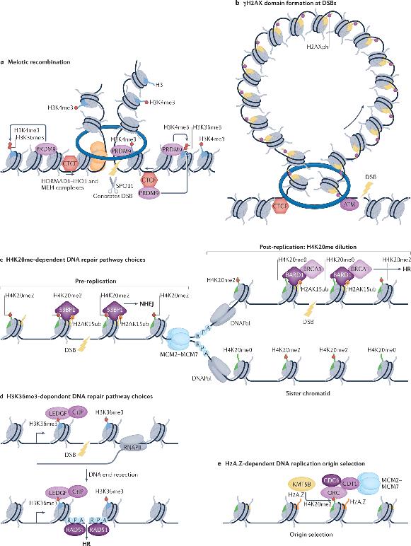 Histone post-translational modifications