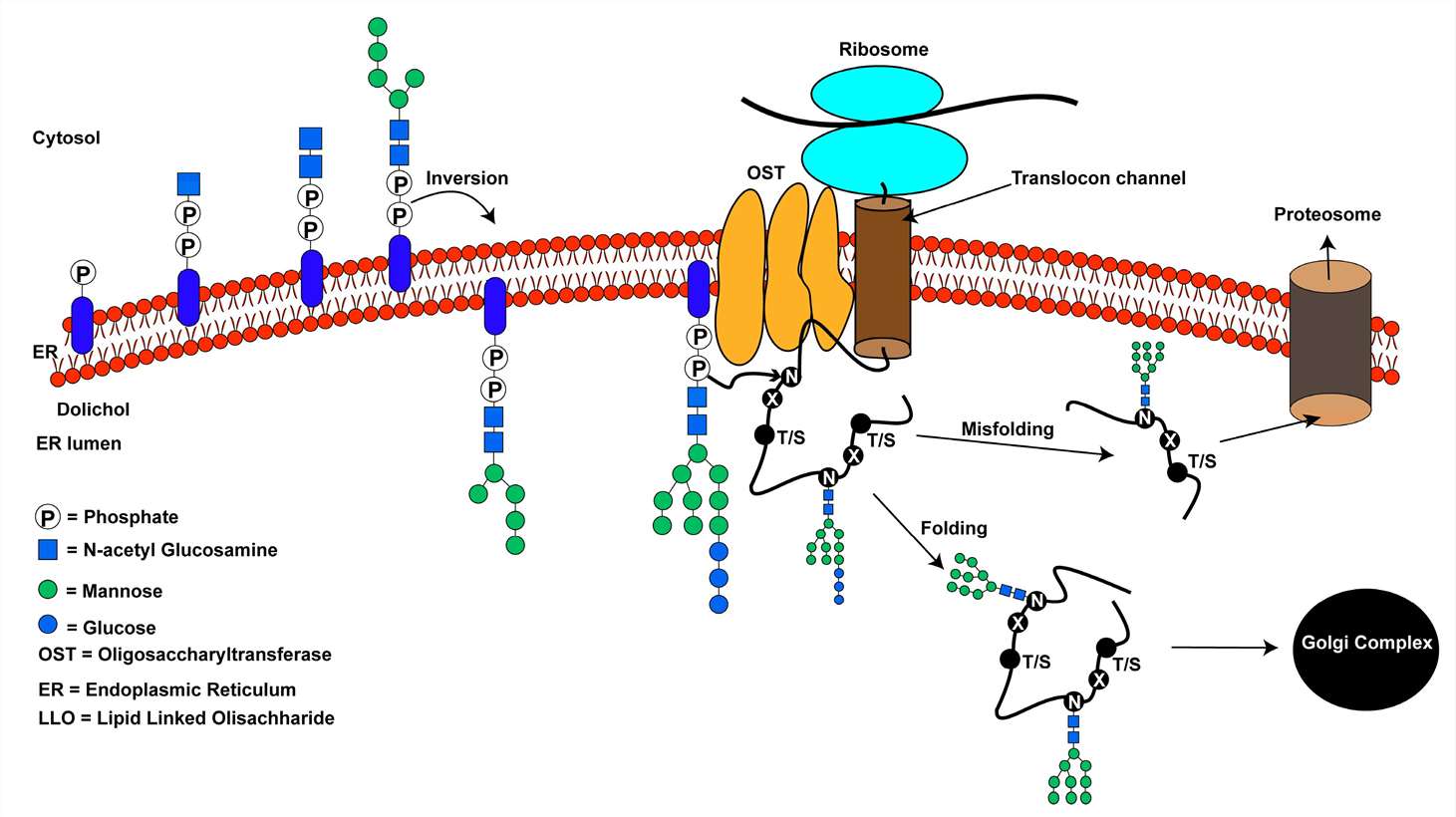 An overview of the N-linked glycosylation reaction of proteins in higher eukaryotes