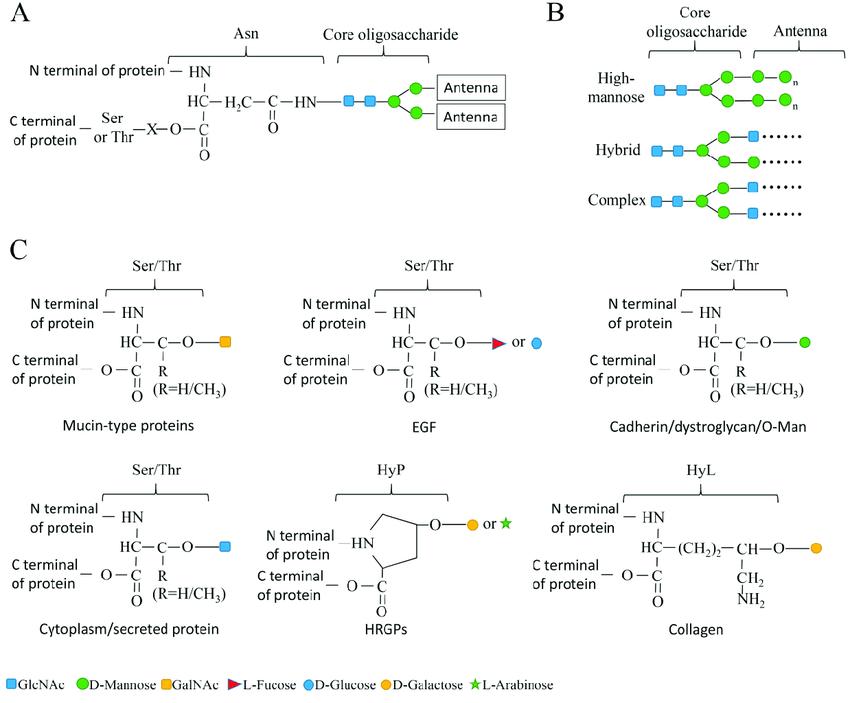 Diagram showing the structure of N-linked and O-linked glycosylation types