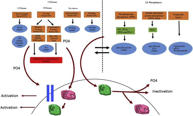 Protein phosphorylation Modification