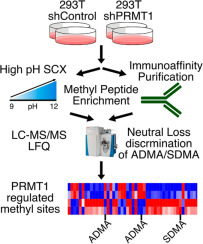 Protein methylation analysis workflow