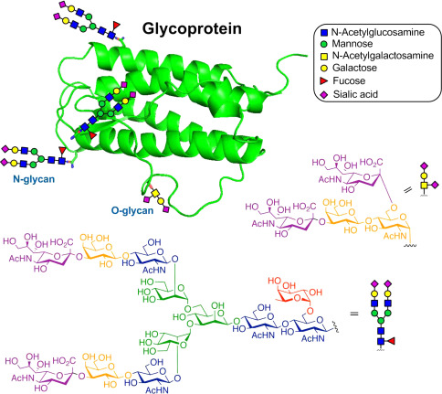 The structure of a typical glycoprotein