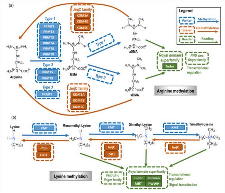 Figure 1. Types and mechanisms of protein methylation