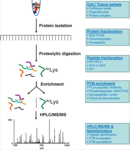 Figure 2. Proteomics experimental workflow diagram
