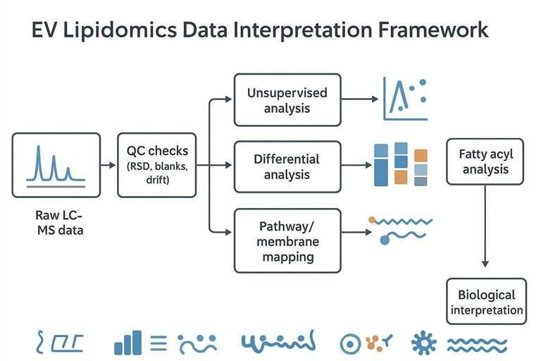 Schematic showing EV lipidomics interpretation steps: QC checks, PCA, differential analysis, lipid class heatmaps, fatty acyl profiling, and pathway mapping.