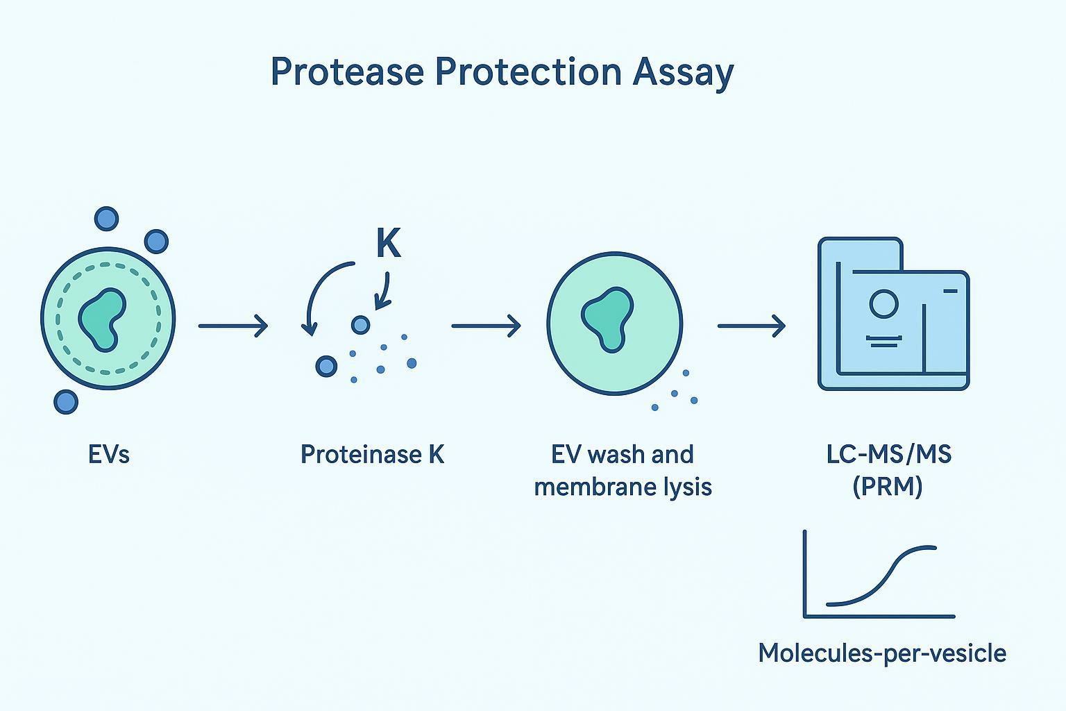 Workflow diagram of a protease protection assay: external protease digests surface-adhered cargo, then EVs are lysed and protected internal cargo is quantified by targeted LC–MS/MS (PRM) to prove encapsulation for exosome drug delivery.