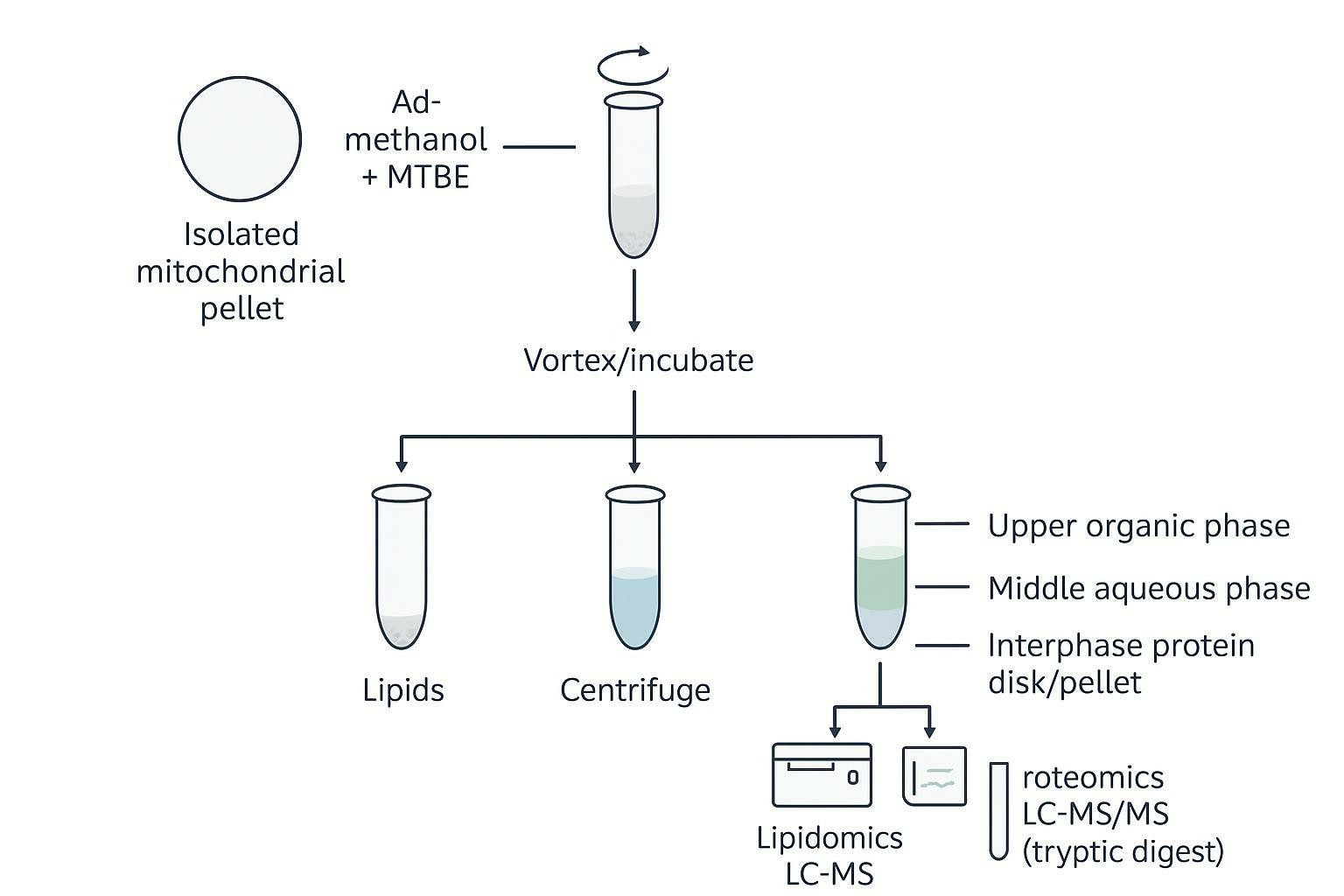 Workflow schematic of MTBE biphasic co-extraction separating polar metabolites, lipids, and proteins from one mitochondrial pellet for three LC-MS/MS platforms