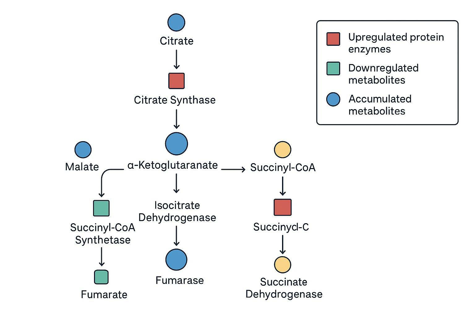 Bioinformatic pathway map of the TCA cycle integrating protein enzyme changes with metabolite accumulation/depletion