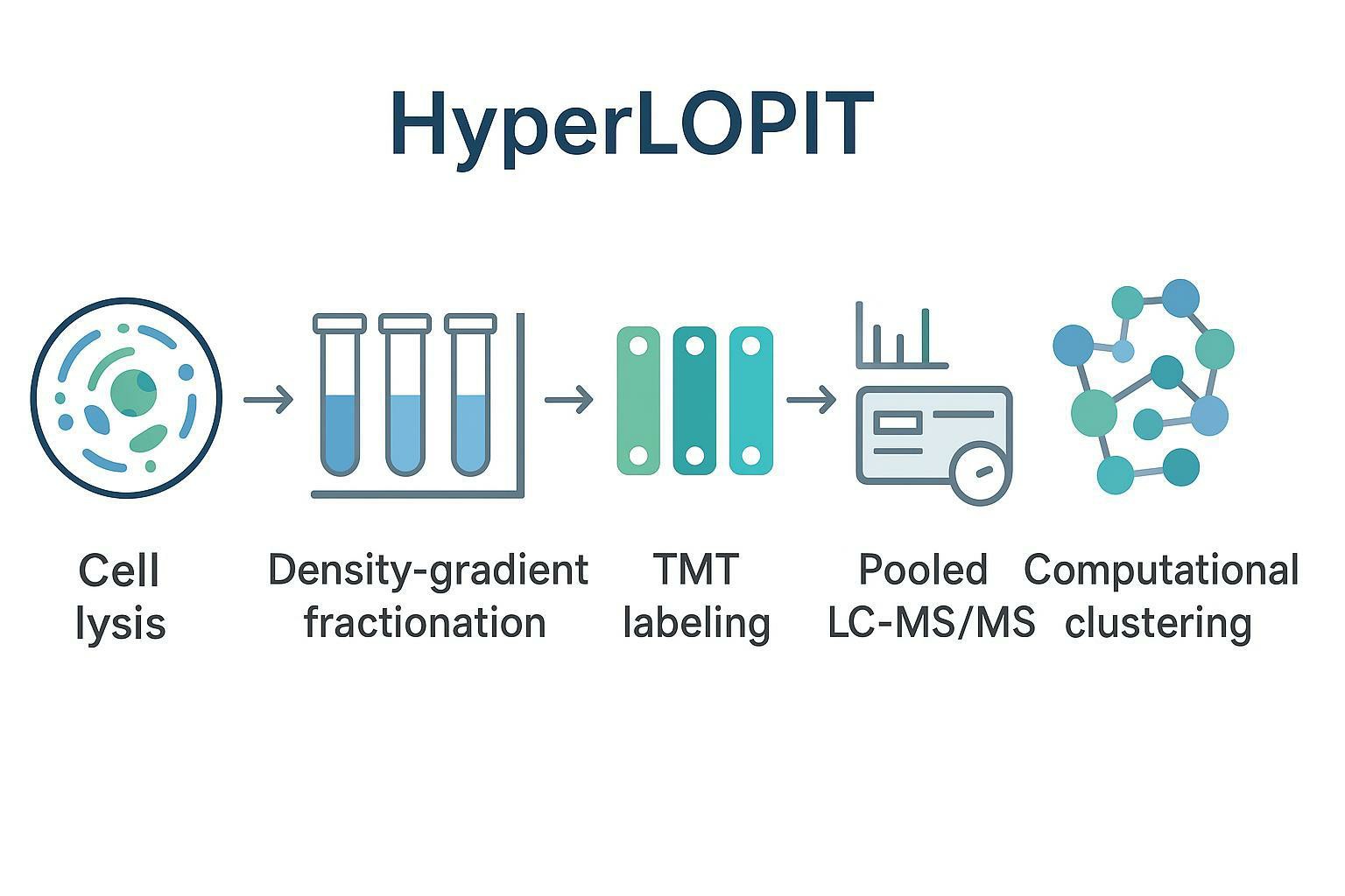 HyperLOPIT spatial proteomics workflow: density-gradient fractionation, TMT multiplexing with SPS-MS3, and computational organelle assignment.