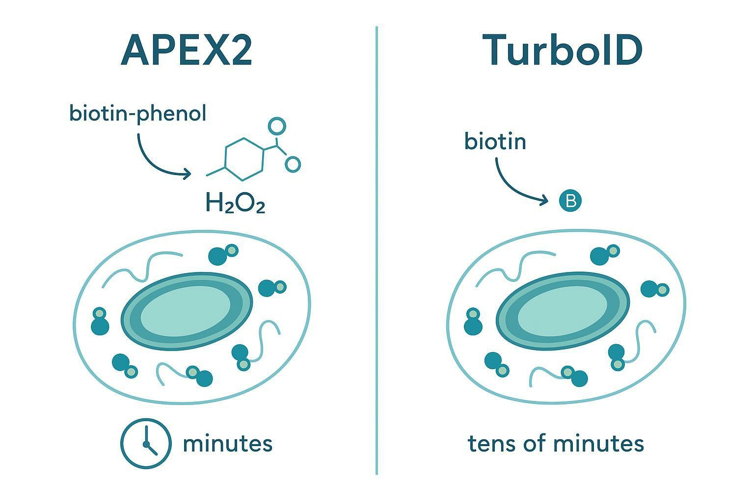 Side-by-side schematic comparing APEX2 and TurboID proximity labeling time windows for compartment proteomics.