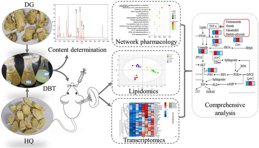 Ntegrated lipidomics, transcriptomics and network pharmacology analysis to reveal the mechanisms of Danggui Buxue Decoction in the treatment of diabetic nephropathy in type 2 diabetes mellitus