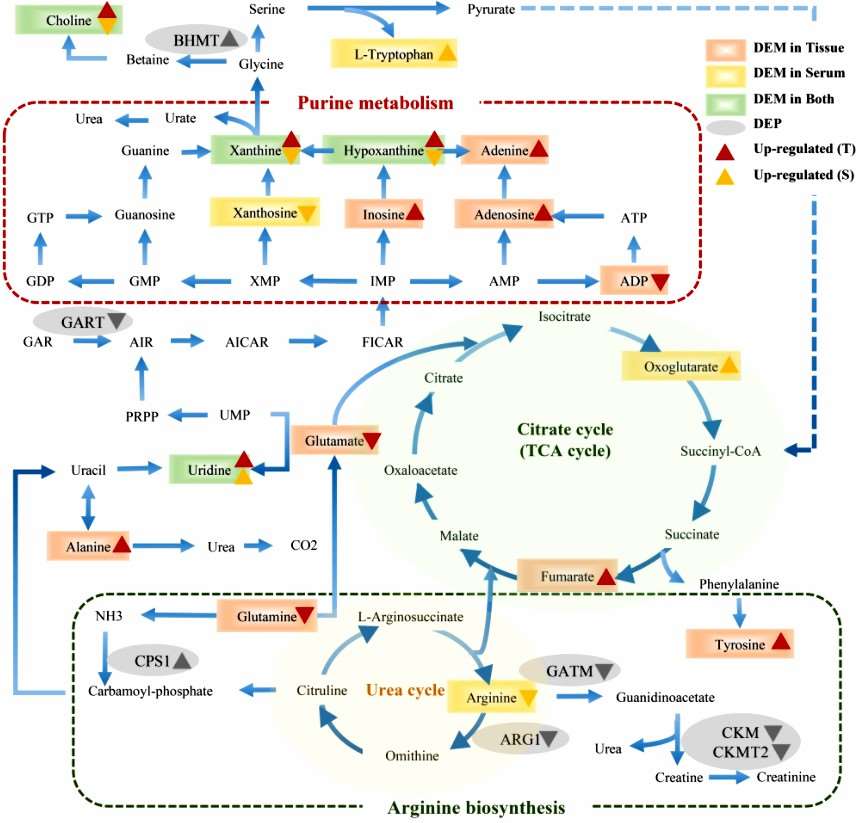 The perturbed proteins and metabolites corresponding metabolic pathways related to Shikonin treatment by integrating the proteome and metabolome data sets.