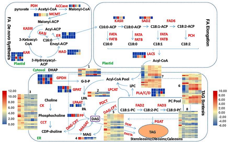 Integrated analysis of lipidomic and proteomic data into the assembly pathway of TAGs.