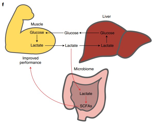 Proposed model of the microbiome–exercise interaction.