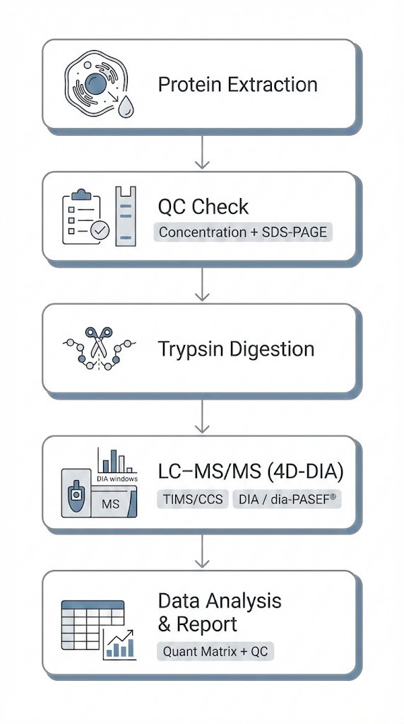 Standard 4D-DIA proteomics service workflow including extraction, QC, digestion, and TIMS DIA acquisition