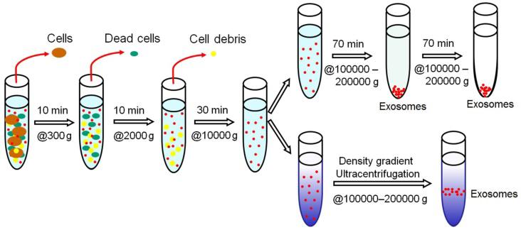 Figure: Schematic representation of Ultracentrifugation-based Exosome Isolation. Source