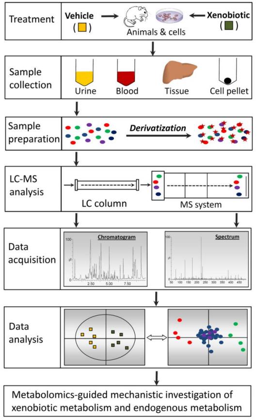 Figure 1. The work flow of untargeted LC-MS-based metabolomics.
