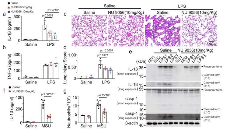 NU 9056 effectively inhibits NLRP3 inflammatory vesicles in vivo