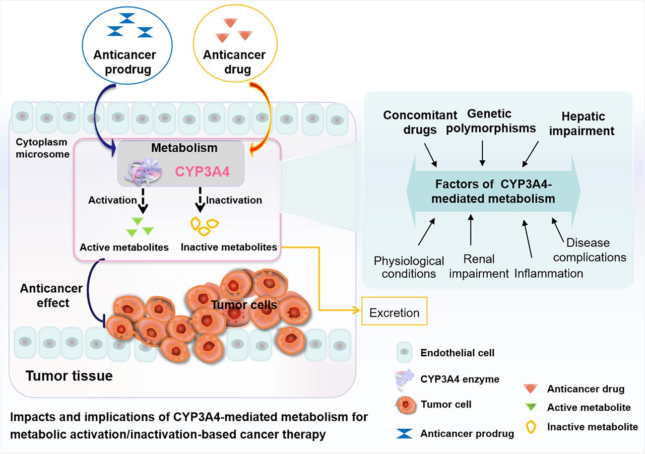 Active vs. Inactive Metabolites