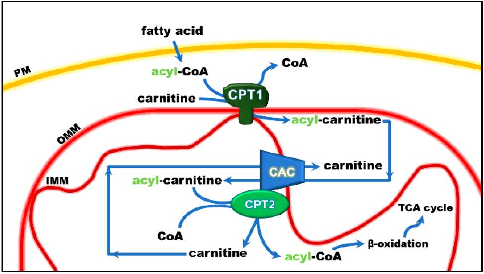 Role of the carnitine shuttle in the mitochondrial beta-oxidation pathway